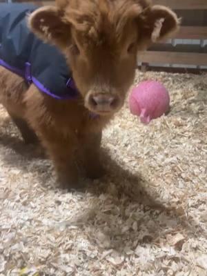 Bizkit knows he is adorable #Tennessee #fyp #viral #minibull #highlandcow #🐮 #minicattle #fluffycowsoftiktok #Shaggycowbaby #baker 