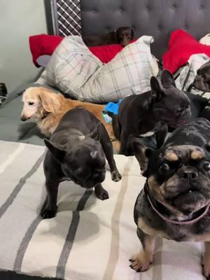 See my Babies 🐶❤️‼️#biankathefrenchie #paristhefrenchie #guccibearthefrenchie #stellarosethefrenchie #wilhelminathedachshund #bentleyrossthedachshund #erikathedachshund #frenchie #frenchbulldog #frenchbulldogs #frenchiesoftiktok #frenchbulldoglife #frenchbulldogworld #dachshund #dachshundsoftiktok #dachshundlife #dachshundlove❤️ #dachshundlife #dachshundaddict #dachshundoftheday #fyp #fypシ #fypシ゚viral #fypage #tiktokmademebuyit @Taylor Swift @JLO @Eva Longoria @Selena Gomez 