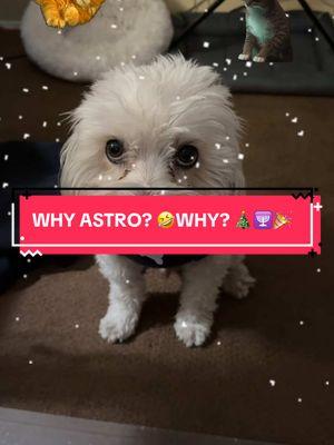 #Holidays #Family #DoggiesOfTikTok #MalteseMix #Maltese#RescuePuppy#MentalHealthAwareness #MentalHealthMatters #Tabby #TuxedoRussianBlue #FYP#fypシ゚viral #fypage #emotionalsupportanimal #emotionalmoments 