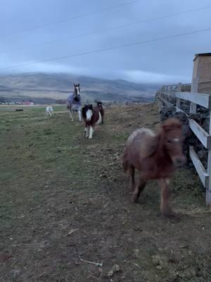 Moving the ponies and Killer over to the back pasture with shelter and trees. Killer wanted to make sure I didn’t have any grain left in my bucket 🤭#paizleysponies #paintedponiesranch #animalsoftiktok #PetsOfTikTok #minihorse #minihorses #horse #horses #ponies #poniesoftiktok #ranchlife #farmlife #cute #horselife #horsegirl #painthorse #gelding #redroan #pony #sweet #chores 