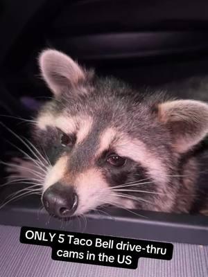 LIVIN’ MAS @tacobell #raccoon #trashpanda #animals #fyp #SuperBowl #tacobell #tennessee