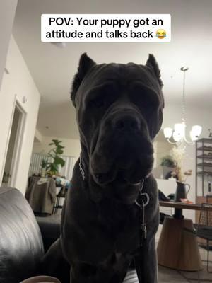 He’s my child for sure lol 😂 #CreedOctober #bluebrindlecanecorso #canecorsomom #italianmastiff #mommashandsomeboy #dogtiktok #canecorsoitaliano #largebreedsoftiktok #creedtok #adayinthelifeofcreed #creed4 #reversebluebrindle #bigdawgenergy #canecorsotraining #canecorsomom #stubbornpuppies #corso #italianmastiffsofinstagram #mastiffpuppy #puppylove #reversedbluebrindlecorso 