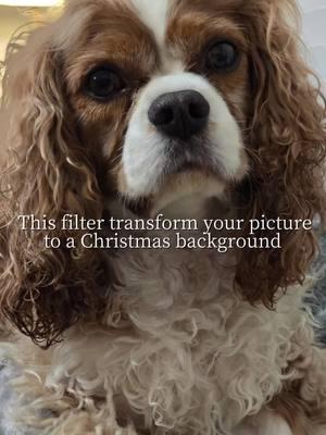 #dogsoftiktok #cavaliersoftiktok #cavalierkingcharles #dogs #cavalier #cavaliers #dogsoftiktok #pnw #spanielsoftiktok #agilitydogs #agilitydog #agilitycavalier #dogagility #agility #goals #spaniel #spaniel #cavlife #akc #americankennelclub#cavalierkingcharlesspaniel #cavalierkingcharles #cavalier #cavaliersofinsta #purebred #cavalierkingcharlesspanielsofinstagram #americankennelclub #akc #cavlife #instacavalier #cavaliers #cavaliersofinstagram #cutedogs #dogsofinstagram #dogstagram #dogs #dogmom #dogsofig #instadog#agilitydogs #agilitydog #agilitycavalier #dogagility #agility #goals#CapCut 