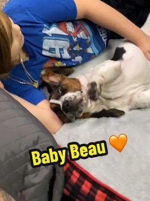 Baby Beau was too cute. I want to go back!!! #beauthebasset #pinkbelly #babybasset #bassethound #bassethoundpuppy #onthisday #2021