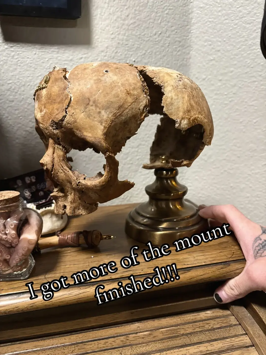 Real human skull from the 1800s!!! #oddities #humanskull #realskull #realbones #bones #1800s 