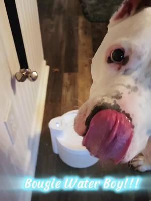 #heapets #dog #dogsoftiktok #waterbowl 