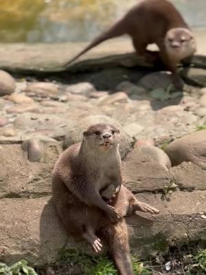 Otter Stone #tiktok #foryou #animals #cute #otter 