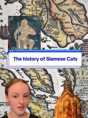 Fun facts about Siamese cats! If you want to learn more search “Siamese Catster” and click the first search result. Our website has everything you need to know🐈✍️ #siamesecat #catfacts #catscience #cathistory 