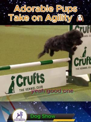 Adorable Pups Take on Agility 🐶  #amazing #dog #fyp #beautiful #america #dogshowtraining