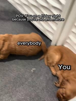 POV: You're old and tired on a Friday night. I think everybody on the age of 30 and up can relate to this! Send this to someone who does! #introvert #introvertmemes #relatable#relatablecontentvibes #dogsoftiktok #dogmomlife #minigoldenretriever #puppytrends #dogbreeder #cutepuppy #puppyquotes #dogtrainingtips #dogmemes #dogtrends #funnydogs #doglover #doggrowth #puppies #DogTraining #dogmom #goldenretriever #puppy #puppylovers #dogs