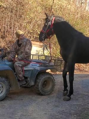 2 miles and he'd like a little more. That wind was crazy cold yesterday.  #horses #standardbredsoftiktok #barnlife #blessed 