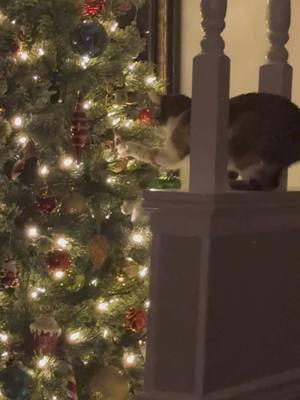 Can I pet dat tree!! #cats #catsoftiktok #kittensoftiktok #kitten #catvideo #christmas #christmastree #christmasornaments #christmaslights #lights #stopthat #evilcat #curiouscat @Martin 