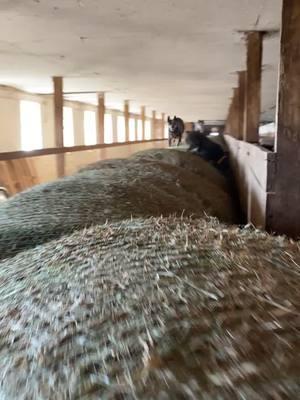 Winter barn olympics. #dogedition #blueheeler #cattledog #australianshepherd #australiancattledog #heelersoftiktok #cattledogsoftiktok #farmdogs 