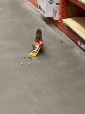 One of the home depot pets #godscreatures #squirrel #animals #fyp #homedepot #MomsofTikTok #candy 