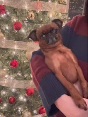 What else could you want?? #alliwantforchristmas #santa #christmastree #christmas #dog #fyp #thatface #cute #gremlin #brusselsgriffon 