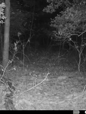 Needs another year #whitetail #deer #deerhunting #hunting #trailcam #reveal 