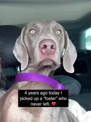 4 years ago, I saw a crazy-eyed Weimaraner up for foster, and something in me just knew I had to help her. I fully intended for it to be a two-week stint—but Jade had other plans. She came into my life, flipped it upside down, and never left. Now, four years later, I can’t imagine life without her. She’s my wild, reactive, loyal, and endlessly loving shadow. I know she was meant to be with me for a reason, and I’ll always be grateful I answered that foster call.  Happy Gotcha Day, Jade—you’re my beautiful chaos, and I wouldn’t trade you for the world. ❤️ #fyp #foryoupage #foryou #dogsoftiktok #weimaraner #atlanta #dog #fyppppppppppppppppppppppppp #fypシ #weimaranersoftiktok #atlantadogs #adopted #Love 