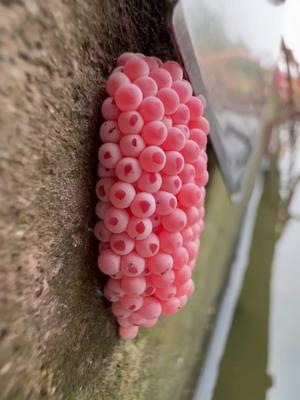 Apple snail eggs, easily recognizable by their bright pink or orange color, are laid in clusters above the waterline on plants and other structures. These eggs belong to various species of apple snails, aquatic mollusks that are often found in freshwater habitats. Originating from South America, these snails have been introduced into various ecosystems around the world, sometimes as part of the aquarium trade or for aquatic weed control. The introduction of apple snails into non-native environments can have significant ecological impacts. Their eggs hatch into voracious juveniles that grow quickly and consume vast amounts of vegetation. In ecosystems where they are invasive, apple snails can cause severe damage to aquatic plants, reducing biodiversity and altering habitats. This can lead to negative consequences for other species dependent on these plants for food and shelter, disrupting the entire aquatic food web. Moreover, the robustness of apple snail eggs contributes to the challenge of controlling their populations. The eggs have a unique calcium carbonate layer which protects them from desiccation and makes manual removal difficult. This protective layer ensures high survival rates, facilitating the rapid expansion of their populations in favorable conditions. In summary, while apple snails and their eggs can play a role in their native ecosystems, their presence in non-native areas is often problematic, leading to significant ecological disruptions and challenges in management and control. Crushing apple snail eggs is like crushing chicken eggs. It's not animal abuse because the eggs are not animals.  #AppleSnails #InvasiveSpecies #EcosystemDamage #AquaticPlants #BiodiversityLoss #EnvironmentalImpact #NatureConservation #AquaticInvasives #HabitatDisruption #WildlifeProtection #AppleSnailInvasion #EcoWarrior #SnailProblem #NatureAlert #SaveOurWaters #EcoCrisis #InvasiveAlert #ConservationTok #WildlifeRescue #EcoTips #SnailEggCrush #StopInvasives #EcoControl #InvasiveSpeciesFight #CrushInvasion #NatureDefense #HabitatProtectors #EggBusting #EcosystemWarriors #InvasiveCrunch #asmrnature #EggCrushASMR #SatisfyingCrunch #NatureASMR #EcoASMR #InvasiveASMR #RelaxingCrush #ASMRCommunity #soothingsounds #fyp #foryou #foryoupage #satisfying #satisfyingvideo #relax #relaxing #relaxingvideos #interesting #entertaining #invasivespecies #applesnail #applesnaileggs #snaileggs #snaileggcrushing #eggs #asmr #asmrvideo #asmrsounds #asmrtiktoks #asmrsound #asmrtiktok #nature #crush #crushing #crushingasmr #crunchy #crunchysounds #crunchyasmr #notanimalabuse #1minuteasmr #asmr1minute 