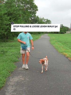 HOW TO STOP LEASH PULLING & LOOSE LEASH WALK! (Part 1/2) - #dogtrainer #obedience #dogobedience #leashreactivity #leashaggression #reactivedog #leashreactivity #resourceguarding #dogcrate #DogTraining #balancedtraining #prongcollar #ecollar #ecollartraining #minieducator #rescourceguarding #perfectheel #stopleashpulling #leashpullingdog #dogtrainingtips #offleashdog #dogsoftiktok #positivereinforcement #cutedogs #dogs #sliplead #nca #novacanine #novacanineacademy #ethansteinberg #realethansteinberg