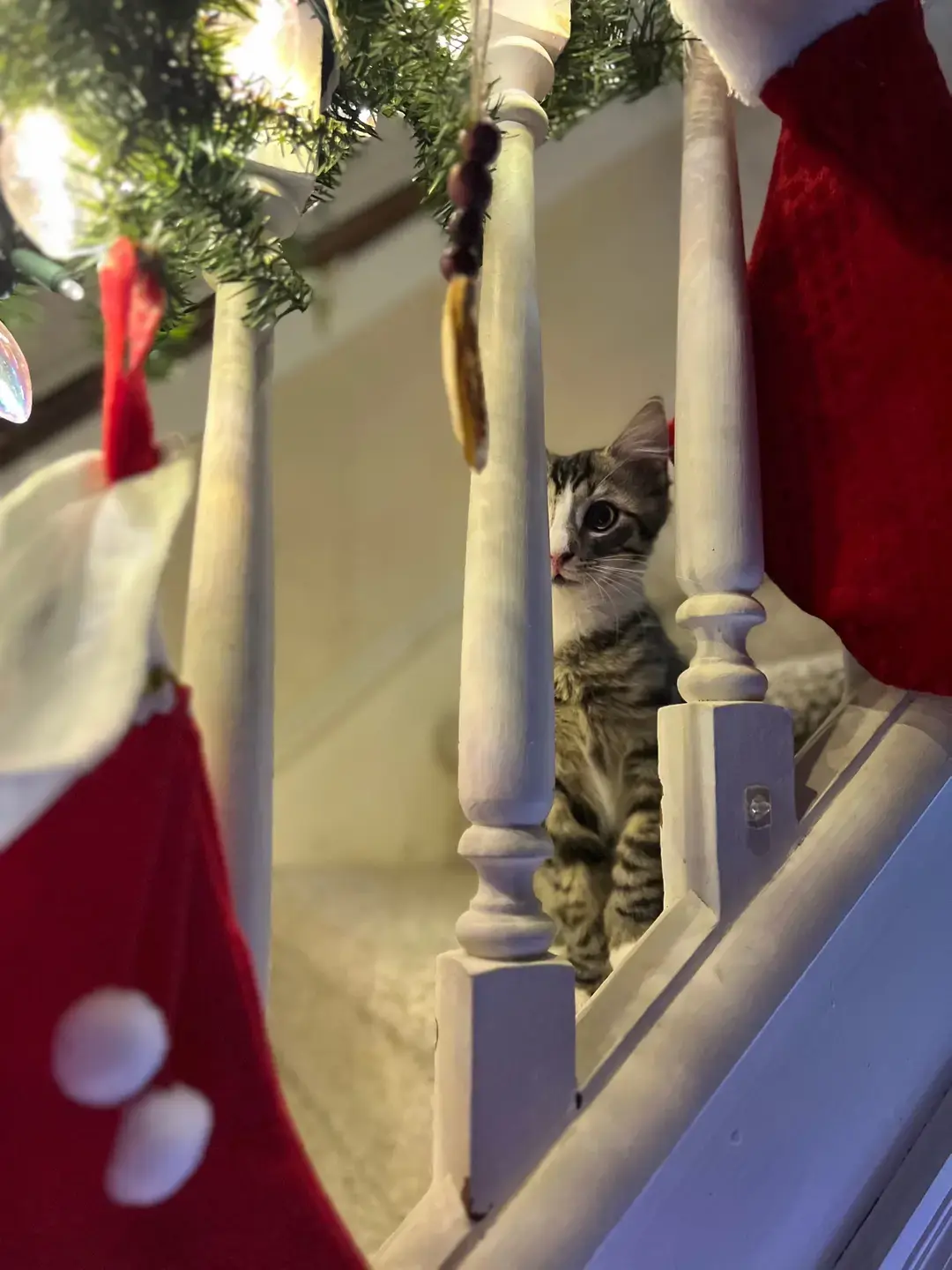 Clearly, Donatello is an apex predator when it comes to ornaments! Not one is safe from his extra toes! #Lemon8 #fosterkittens #adoptdontshop #fostercatsoftiktok #teenagemutantninjaturtles #ahomefortheholidays #catswiththumbs #donatello #polydactylcat #ornament #christmasdecor #homemadechristmas #rusticchristmas 