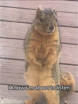 Squirrel Chronicles:  Episode 48 !  Squirrels Communicate #shapoppinwithshannon #squirrels #squirrelsoftiktok #squirreltok #wildlife #nature #storytime #squirrelchronicles #fypシ #furryfriends #animals #animalsoftiktok #GOMP #mypetsquirrel #squirrel #squirrelgang🐿 #squirrellife #furbaby #samuel #samuelj #mysquirrel #mypetsquirrel #squirrelsoftiktok #squirrels #squirreltok 