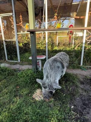 Look at these fine gentlemen#tiktok #Love #musically #memes #follow #like #viral #trending #funny #music #video#Qcomedy #dance #cute #explorepage #wallacewahog #warthog #pets #animals #nature #Love #community #friends#rescueanimals#harmony#sanctuary#SafariLife#NatureVibes#WildlifePhotagraphy#AnimalKingdom#WildlifeWatch#SavannahSights#TikTokWildlife#AnimalRescue#rescueanimals#AnimalHeroes#SaveALife#AnimalWelfare#TikTokRescue#AnimalTherapy#TherapyAnimals#EmotionalSupportAnimal#PetTherapy#AnimalAssistedTherapy#TherapyPets#HealingWithAnimals#ComfortAnimals#AnimalLove#MentalHealthSupport#PetLove#Nonprofit#Charity#CommunityServive#SocialImpact#VolunteerWork#Humanitarian#Philanthropy #MakeADifference