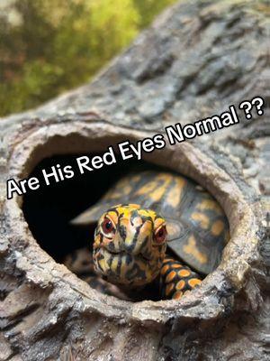 Otis the Turtle’s Fiery Red Eyes! 🔥 #otistheturtle #boxturtle #funnyanimals #gardenstatetortoise #turtletok 