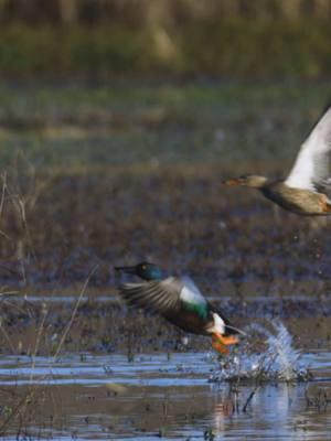 RAM liftoff #fypシ #fyp #ducks #waterfowl #duckseason #shovelers #bootlips #MSdelta #arkansas #wildlifephotography #outdoorphotography #wallmedia 