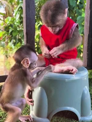 The baby monkey is feeling itchy #monkey #monkeys #monkeydluffy #babymonkey #cute #cutemonkey #wildlife #usa #monkeyface #wildanimals #animals #pet #foryou #cuteanimals #poor #monkeybaby #monkeylover #babyanimals 