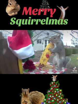 Merry Squirrelmas from our backyard herd.  🐿️ 🎄 #squirrelmas #tifandchrisdomerica #tifandchris #tifandchrisdoamerica #stlouismo #christmasdecor ##squirrel #squirrels #squirrelsoftiktok #squirreltok #feedingsquirrels #squirrelpicnictable #squirrelpicnic #alvinandthechipmunks #alvin #thechipmunks #chipmunkschristmassong #christmastimeishere 