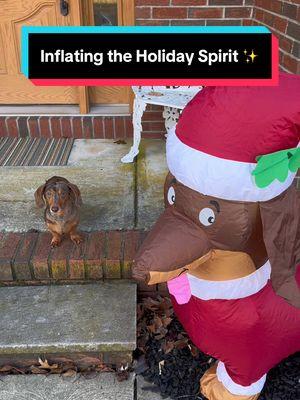 Inflating the Holiday Spirit ✨ My Santa Dachshund friend helps me patrol the yard so that everything is safe & ready for when Santa arrives 🎅🏻🎄 #dog #dogsoftiktok #dachshund #miniaturedachshund #fy #fyp #foryou #foryoupage #tiktok #viral #trending #happydog #funnydog #sausagedog #sausagedogsoftiktok #wienerdog #santa #christmas #decoration #merrychristmas #santaclaus 