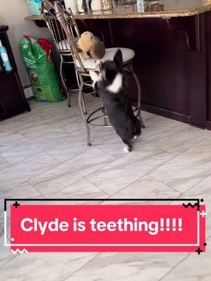 @Clyde The Corgi he truly fits in with my chaos #puppy #corgi #corgisoftiktok #corgipuppy #newfog #newpuppy #DogTraining #puppies #unhinged #chaos #dogmom 