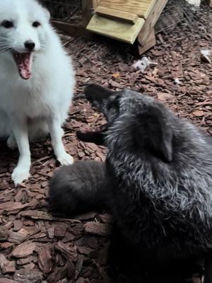 Coral put Reef right in his place. She gets the attention today.  #foxesoftiktok #foxes #keylargo #foxrescue 