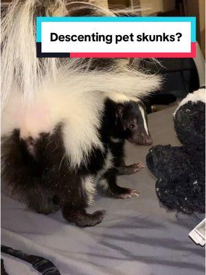 Replying to @dandelion  The ethics of descenting pet skunks. Skip to 3:00 if you want to get right to the core of the video, as the first parts are an intoduction, legality, and medical stuff.  #skunk #pet #petskunk #descenting #skunkspray #spray #musk #animals #ethics #sputniktheskunk #exoticpets 