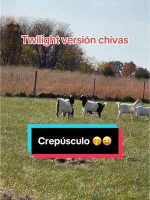 Que alguien me explique que es el crepúsculo!?!? 😅🙈😜 no suena bien pero anyways! Se agarraron a madrazos mi chivo con los chivos del vecino! 😜#danirive #peliculas #twilight #crepusculotwilight #twilightsaga #creatorsearchinsights #chivas #goats #diversion #señoralife #rancholife #goat #pet #mascotas 