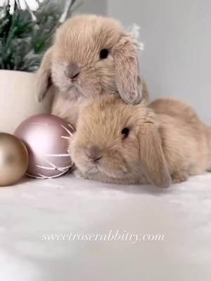 Adorably sweet bunnies 🤍 Blue Tort Holland Lops  For information about our rabbitry - please visit our website. The link is in the bio. #HolidayCheer #ChristmasBunny #FluffyJoy #SerotoninBoost #BunnyLove #FestiveFluff #CozyVibes #HoppyHolidays #BunnyMagic #CuteOverload #hollandlop #hollandlops #hollandlopsofinstagram #hollandlopbunny #rabbits #bunnylove #nycbunny #bunnylover #cutestpets #bunniesofinstagram #rochester #whiteplains  #massachusetts #rhodeisland #queens #newyork #longislandny #nyc #westchester #brooklyn #nj #queens #connecticut