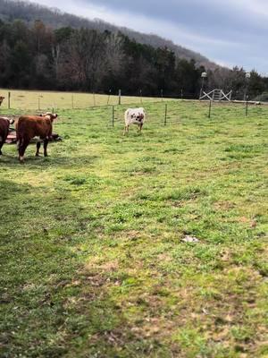 Brought our girls back home today. I think the boys were happy! Fingers crossed theu are bred and we get new babies next summer 🥰 #cows #cowsoftiktok #stevie #thelmaandlouise #cowmomlife #fyp #homestead 