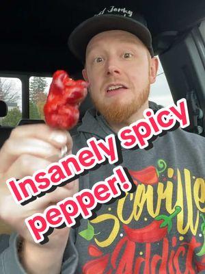 Insanely rare and spicy Pockmarker Peach! #spicekingdom #cravingcapsaicin #insanechili #purecapsaicin #spiceking #carolinareapers #carolinareaper 