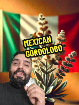 🌿 Discover the Power of Mexican Gordolobo 🌿 Did you know that Mexican Gordolobo (Pseudognaphalium obtusifolium) has been a trusted remedy for centuries? Our Indigenous ancestors knew it as a sacred plant for lung health, using it to treat respiratory issues like coughs, bronchitis, and colds. Its soft, woolly leaves and delicate yellow flowers were brewed into teas or used for steam inhalation to soothe inflamed lungs and clear the airways. What’s even more beautiful is how this knowledge was passed down through generations. From the Aztecs to our abuelos, Gordolobo represents the connection between natural remedies and holistic healing. It’s gentle, effective, and still used today to support families dealing with respiratory health. Let’s honor this wisdom, reconnect with our roots, and embrace the power of Mexican herbs. 🌾 📞 Contact us: 424-228-8646 📍 Visit us: 21720 South Vermont Ave, Suite 111, Torrance, CA 🌐 Learn more: www.aztlanherbalremedies.com #Gordolobo #MexicanHerbs #RespiratoryHealth #NaturalHealing #LungSupport #IndigenousHerbs #TraditionalMedicine #HolisticHealing #AbuelosWisdom #PlantBasedHealing #NaturalRemedies #CulturaViva #AztlanHerbalRemedies #HealingNaturally #MexicanTraditions