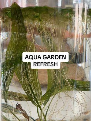 Aqua garden refresh 🌱 #aquaticplants #aquagarden #aquaplants #plants #watergarden #plants 