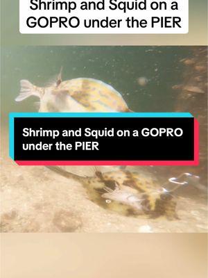 Shrimp and Squid on a GOPRO under the PIER #fishinglife #icefishing #fishingtiktoks #bass #pike #underwater #fishingvideos #fishingtips #fish #foryou #fishingvideo ##bassfishing##squid##fypシ##Outdoors##fishing##fyp##catchfish##foyou