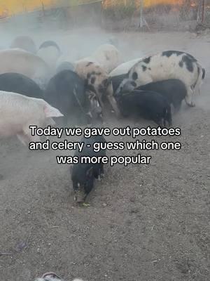 I mean they arent wrong 🐷 #fruitsandveggies #pigs #breakfast #rescue #sanctuary 