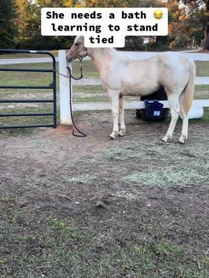 #harpernelson #9yroldbarrelracer #futurenfrchampion #barrelhorse #rodeogirls #chasingbuckles #butterscotchhorseman #