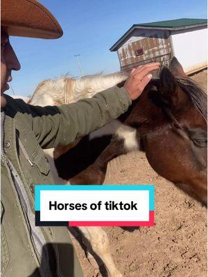 Beautiful experience first time on a horse was just 5 months ago look at me now or horses daily #horses #horse #foryoupage #fyp #horsetok #horsesoftiktok #horselover #tiktokhorse #viral #animalwhisperer 