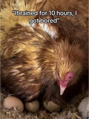 A wet rat throwback - - - #ethel #etheltok #ethelthechicken #motherhood #motherhoodjourney #chicken #chickens #chickensoftiktok #fyp #cute #sad #interesting #education #educational #learn #farmanimals #farm #share #cuteanimals #broody #broodyhen #hatching #hatchingeggs #hatchday  #incubator #chickentok #share #like #comment #joke #comedy #laugh #probsbitching  