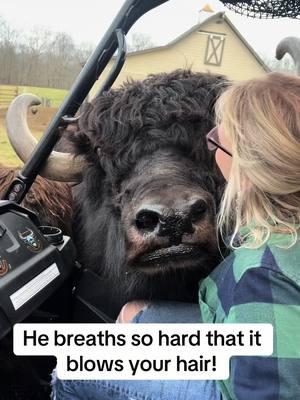 Yaks! #farm #yak #yaks #bull #farmtour #fluffycow 