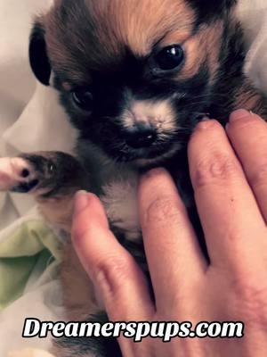 Fuzzy Little Snuggle Puppy: I Love You! #chihuahuastiktok #chihuahualovers #longcoatchihuahua #cutepuppy #snugglepuppy #dreamerspups 