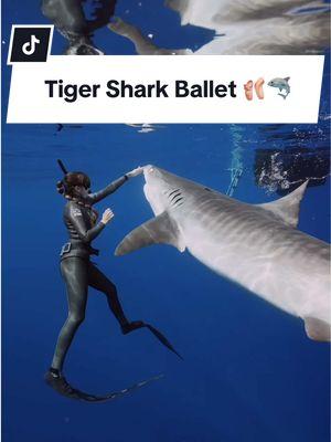 #shark #sharks #tigershark #sharkdiving #sharkdiver #sharkattack #sharkbite #jaws #savesharks #sharkconservation #ocean #dive #freedive Tiger Shark Ballet🩰🦈 *Please never dive with sharks without a professional guide* 📷: @chiaraphoto 