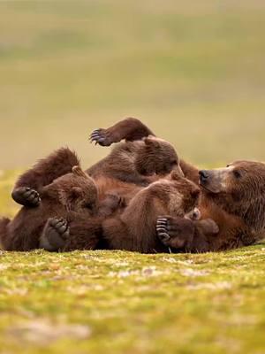 "Got milk?"   Such an incredible experience to be with this mama bear, with her completely comfortable, as she nursed her babies! . . . #sonyalpha  #sonyalphafemale  @Sony Alpha  #brownbear  #babyanimals  #babybears  #mamabear  #alaska  #katmai  #grizzlybear 