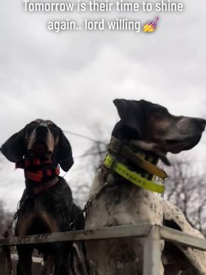 The bear getters 💅#girlswithhounds #huntwithhounds #beardogsoftiktok #houndsmanofticktock #blackbear #wvbearhunters #wvbearseason 